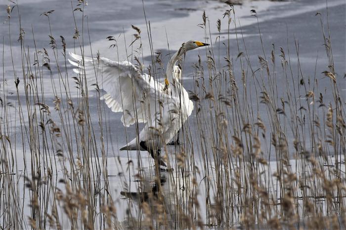 Joutsenia Urajärvellä Iitissä maaliskuussa 2020.